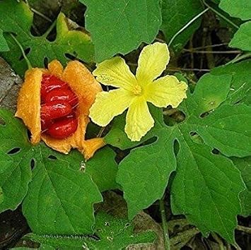 Bitter Melon Gourd Momordica charantia - Grow Now or Store for Future Planting - Capsule of 5 Seeds