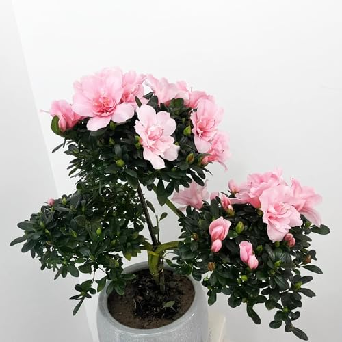 10 piezas Semillas de rododendro plantas de interior, flores de jardín Maceta para bonsái, árboles resistentes al jardín. Plantas de sombra resistentes, decoración del alféizar de