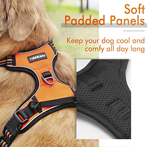 Best Dog Harness For Hiking