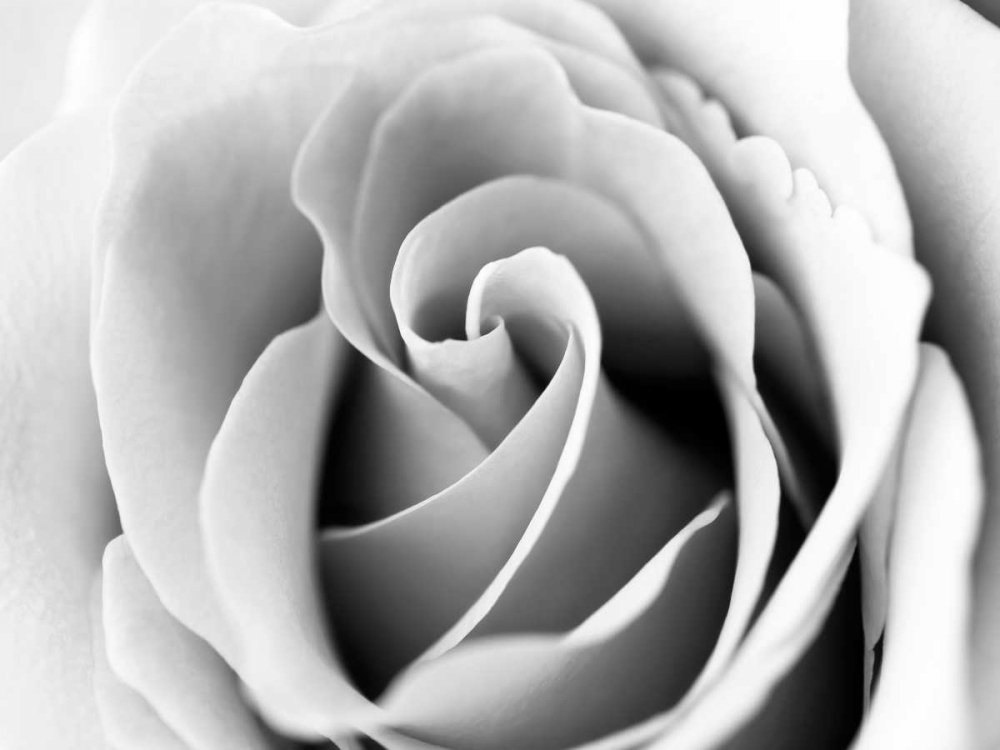 Feeling at home LAMINA sobre LIENZO ENROLLADA Ruido Blanco Rosa 3 Telik Tracey - Floral Rectangular Canvas 380gr-100% Algodón cm_92_X_123