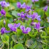Diversión: los colores brillantes y un aroma inesperado hacen que estas flores duraderas sean perfectas arreglos florales frescos.