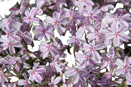 芝桜 （ シバザクラ ） キャンディキャンディ 3号ポット苗 宿根草 苗 多年草 耐寒性 常緑 グランドカバーのサムネイル