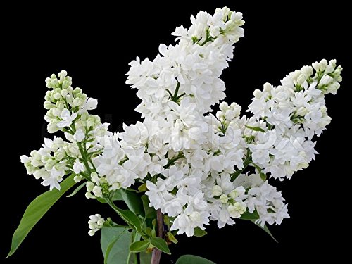 Spectacular Flowering Lilac French Moscow Beauty-White