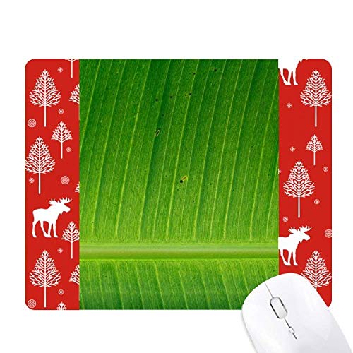 oii̗t̎R̎ʐ^摜 NX}XX