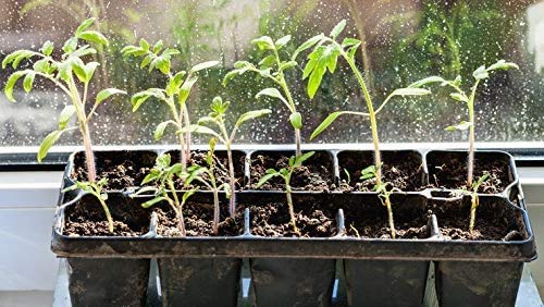 Italienisches Kräuterpaket mit 5 Kräutern/Oregano, Basilikum, Petersilie, Thymian, Majoran / 250 Samen/Ideal für die Fensterbank/der eigene Kräutergarten/Kräutertöpfe - Image 8