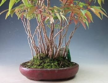 Amazon.co.jp: 盆栽 ハゼの寄せ植え盆栽【現品】落葉済み : DIY