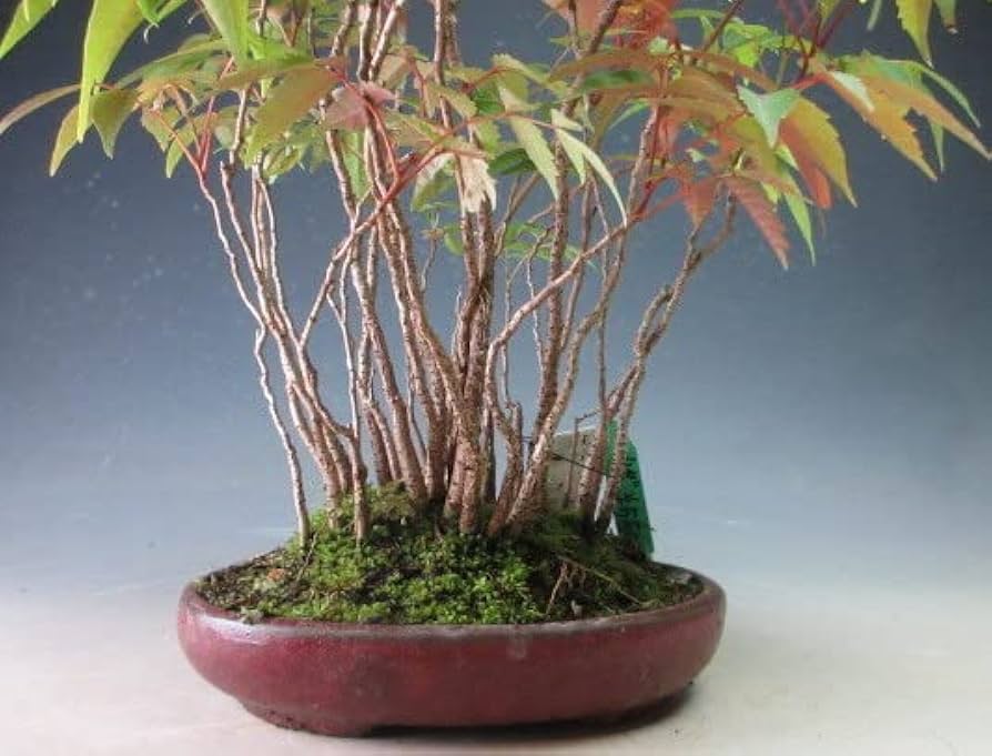 盆栽 『ハゼ』 紅葉 インテリア 観葉植物 ガーデニング 送料無料 162 盆栽 『ハゼ』 紅葉 インテリア 観葉植物 ガーデニング 送料無料 162