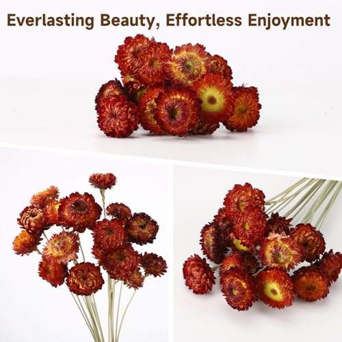 40 Piezas Flores Secas Rojas Naturales para Decoración miniatura 3