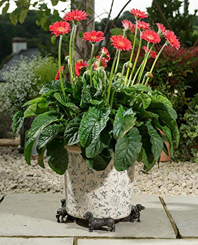 Potty Feet Dachshund Figures Plant Pot Feet - Planter Support - Handmade Decorative Ornaments - 3pcs, Bronze, 10cm x 7.5cm x 5.3cm