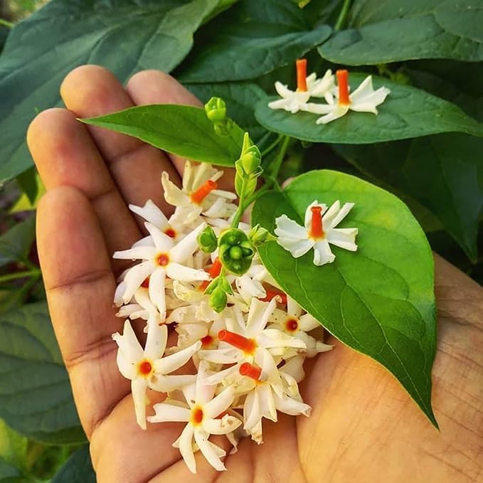 Image of Bigreen 12 Months Flowering Harsingar Live Plant | Baromasi Parijat Tree with Fragrant Night Blooms | Night Jasmine Queen Plant for Home Garden, Balcony & Outdoor Decor (Pack of 1)