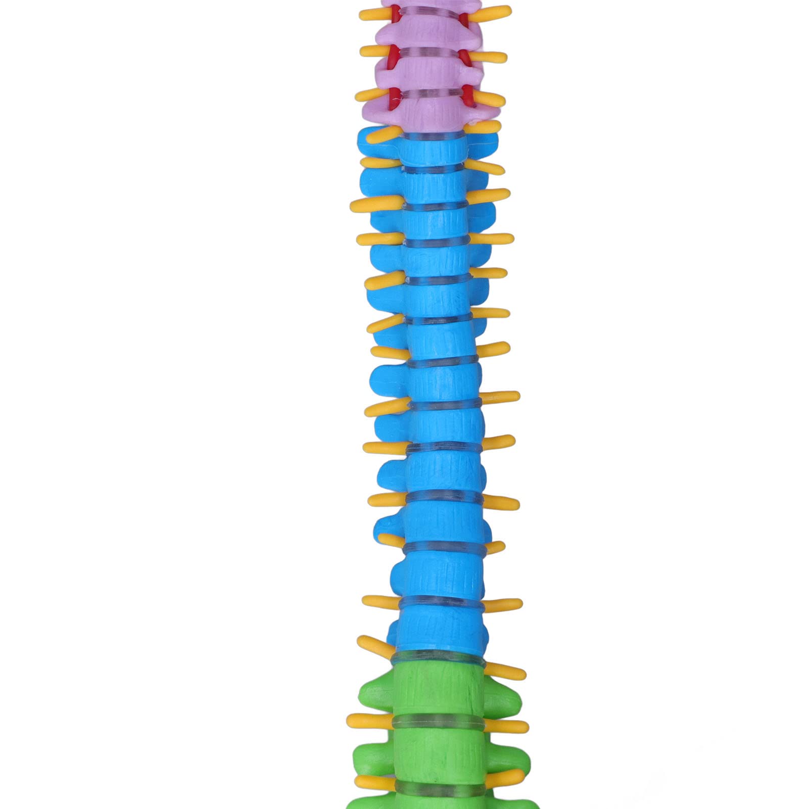 Human Spine Model, Vertebral Column Model Teaching Tool 45cm with Base for Study