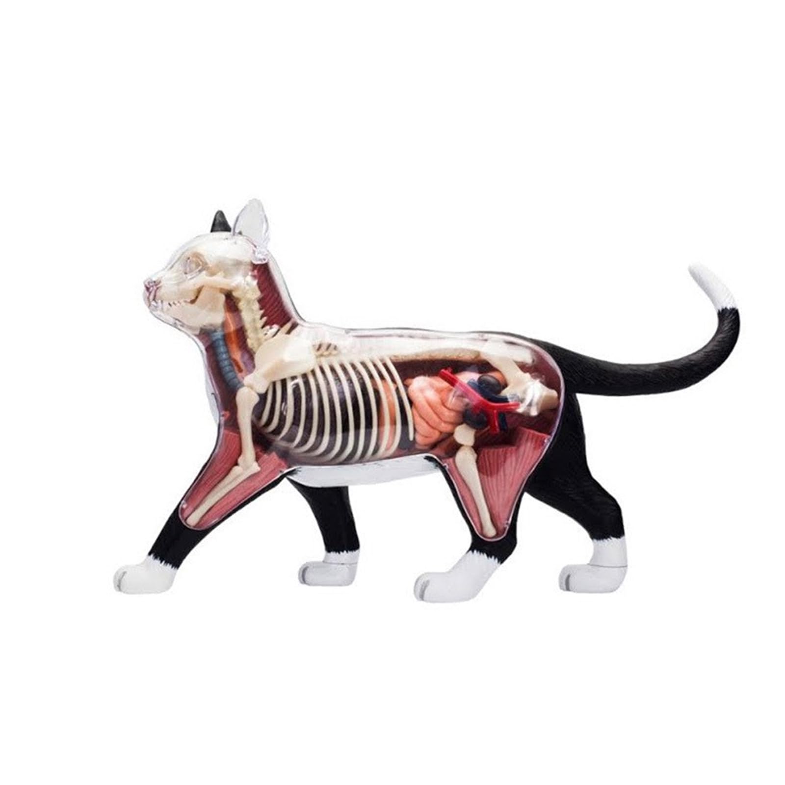 Orano Animale Anatomia Modello 4D Informazioni Gatti Compilazione Insegnamento Giocattolo Anatomia Modello Medico Insegnamento Forniture Per Bambini