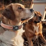 Halsband Hund Leder mit Air Tag Halter, Airtag Hundehalsband IPX8 Wasserdicht,Weich und Bequem, Reflektierend, Verstellbare Polsterung, Geeignet für Mittlere Große Hunde (Braun, L(14'-19.5'))