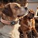Halsband Hund Leder mit Air Tag Halter, Airtag Hundehalsband IPX8 Wasserdicht,Weich und Bequem, Reflektierend, Verstellbare Polsterung, Geeignet für Mittlere Große Hunde (Braun, L(14'-19.5'))