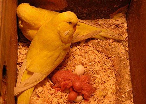 Image of PetNest Standard Budgie Bird and Love Bird breeding nest Box