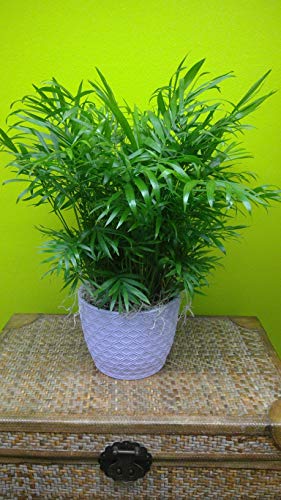 Neanthe Bella Parlor Palm - Live Plant in a 6 Inch Pot - Chamaedorea Elegans - Beautiful Clean Air Indoor Houseplant