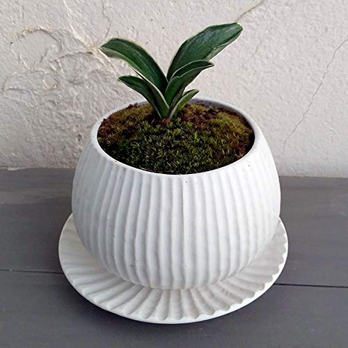 観葉植物 おもとの通販 価格比較 価格 Com