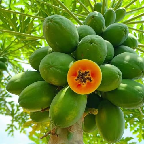 papaya enanos de interior semillas de melón columnares resistentes semillas orgánicas decorativas columnar 100pcs