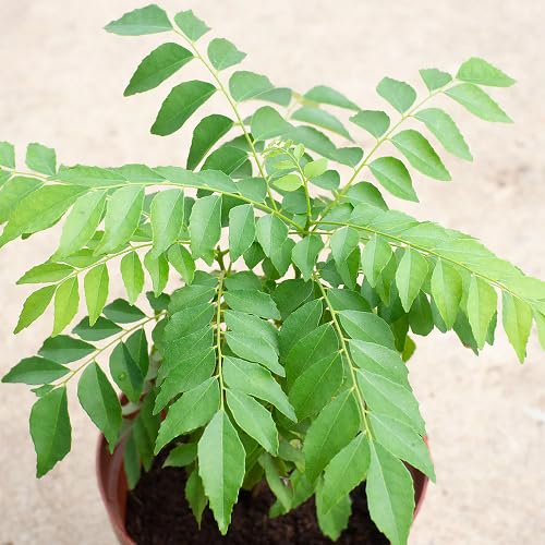 New 90pcs Curry Leaves Vegetable Seeds,Green