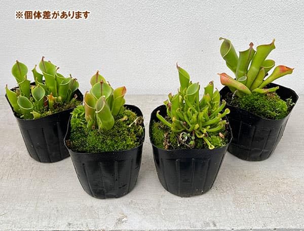 ヘリアンフォラ3点セット みょん Amazon｜[観葉植物フェア