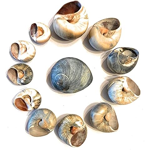 THE OTHER TIDE 12 Hermit Crab Changing Shells - Small to Large - Colorful Bubble Moon Shells Cover