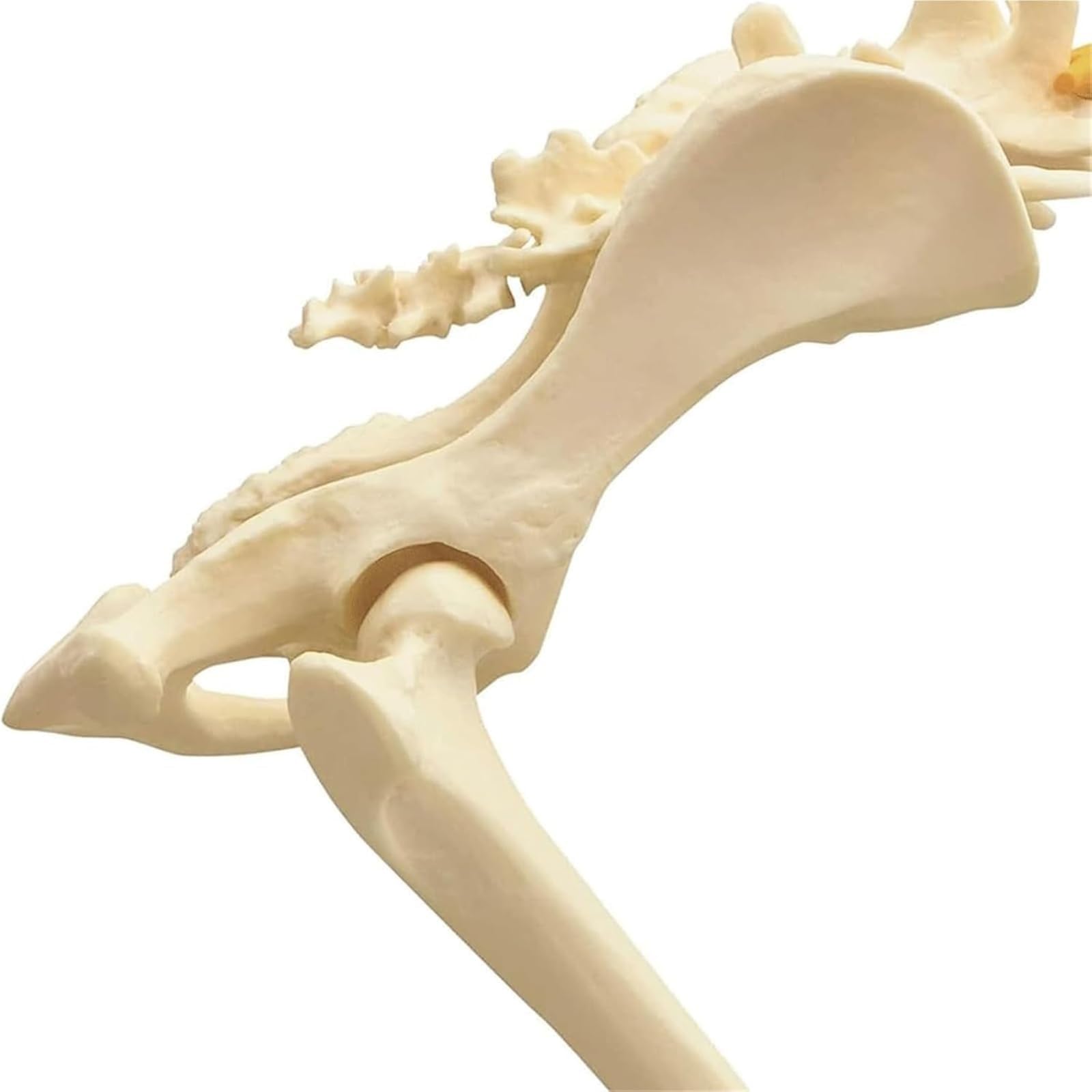 COYEUX Model szkieletu bioder i kości udowej, anatomiczny wzór stawu biodrowego psa, weterynaryjny model anatomiczny do nauczania w klasie, kolekcja laboratoryjna