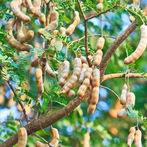 Tamarind Tree Live Plant, Edible Fruit Tree, 4 Inches Pot, Tamarind Plant Outdoor Garden