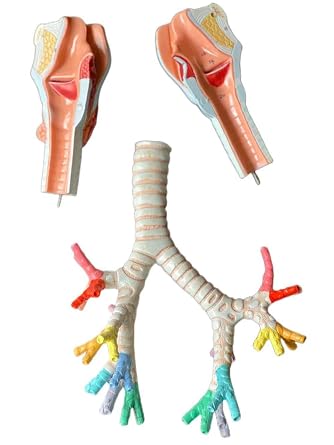 Wellden Medical Anatomical Larynx Model with Bronchial Tree, 3-Part, Life Size, On Base, Numbered w/Manual