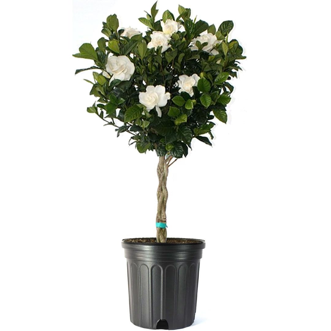Gardenia Tree