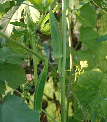 Okra Seeds of India - Nirmal - an Early and a Prolific Bearer!1!!!(50 - Seeds)