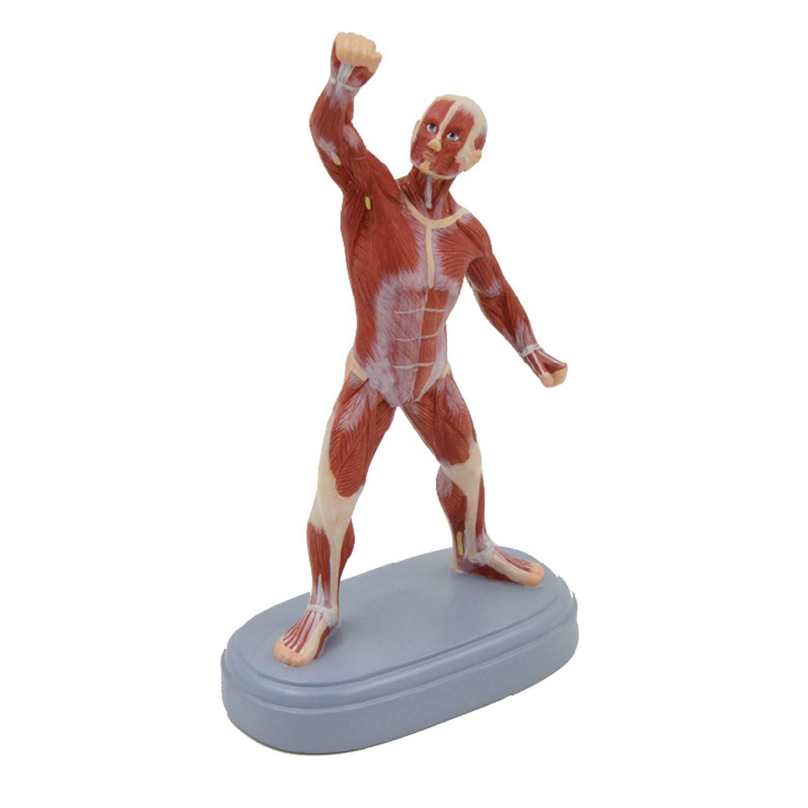 Human Muscle Anatomy Model Art Sketch Model - Human Muscle Anatomy Model Mannequin Drawing Figures - PVC Material - Human Muscle Skeleton Anatomical