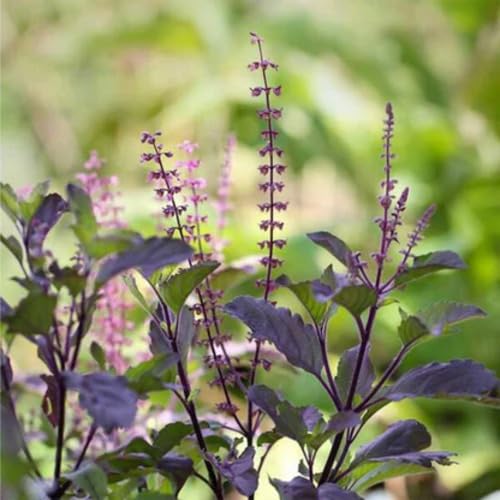 100pcs Dark Purple Krishna tulsi Plant Seeds