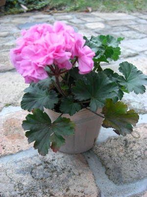 Amazon 花苗 ゼラニウム ピンクダブル咲き 3 5号サイズ苗 希少種 花