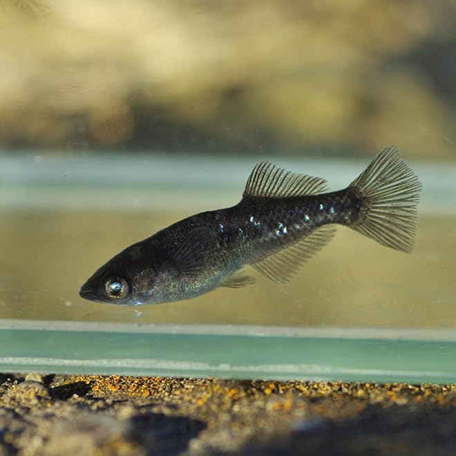 Amazon | (めだか)喪屍（ゾンビ）メダカ （約2.5-3cm）（3匹