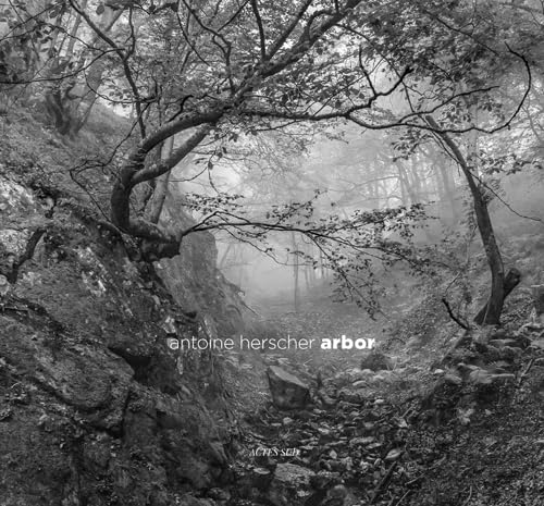 Arbor structure de lit robuste et sécurisée en bois naturel assemblé