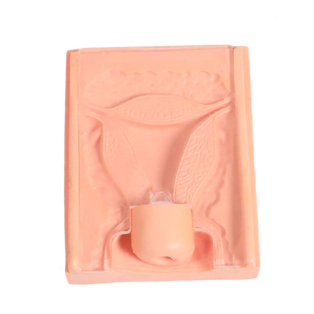 Sjdopulse Women's C Iud Training Model - Manikin Teaching Model Uterus Model - Intrauterine Ontraceptive Device Model Simulator - For Nursing School Medical Educational Training (C)