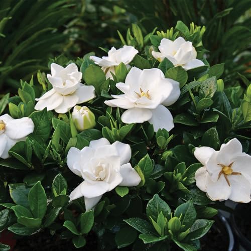 Shrub Frostproof Gardenia 2.5 Qt, White Blooms - Thumbnail 3