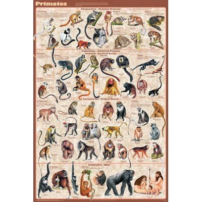 (24x36) Primates Educational Poster by Poster Revolution