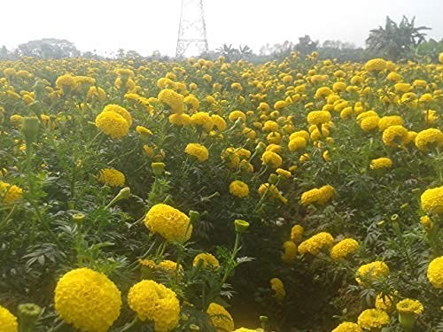 Krishta Nursery Puspita Nursery African Marigold F1 Hybrid Yellow Color Flower Seeds With Sealed Packet