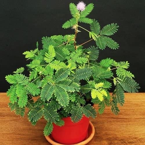 Mimosa Pudica Sleepy Bush Fern Bonsai