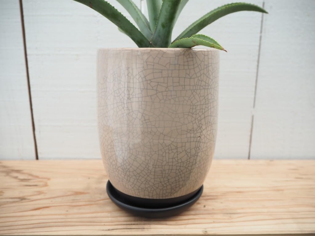 アガベ マクロアカンサ 鉢付き アガベ・マクロアカンサ | trigger