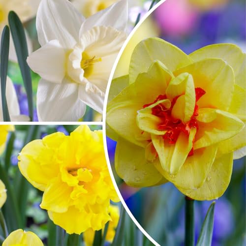 FLORIUM - Narcisos bulbos colección presupuestario (25 bulbos), fragantes campanas de Pascua mezcla de Holanda, variedades de flores perennes de larga duración, resistente al invierno para jardines y