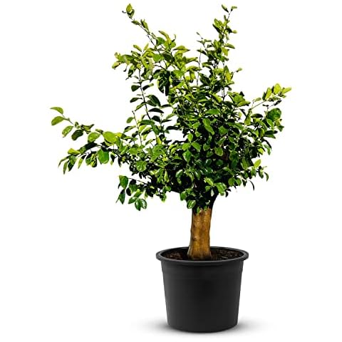 TropicTrees Lime tree with a height of 200/220 cm and a trunk circumference of 30-40 cm. Limes for juice making, as a spice ingredient and as an ornamental plant for indoor areas Cover