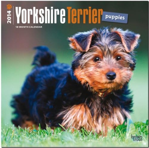 Yorkshire Terrier Puppies 18-Month 2014 Calendar Calendar – Wall Calendar