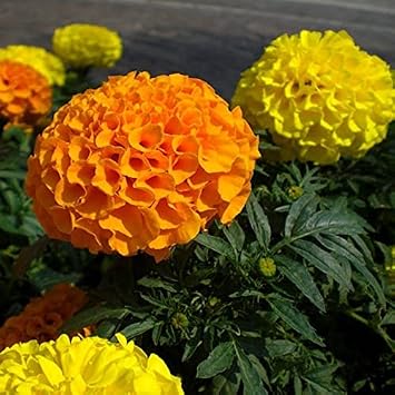 250+ Seeds Mexican Marigolds Cool - Flower Mix
