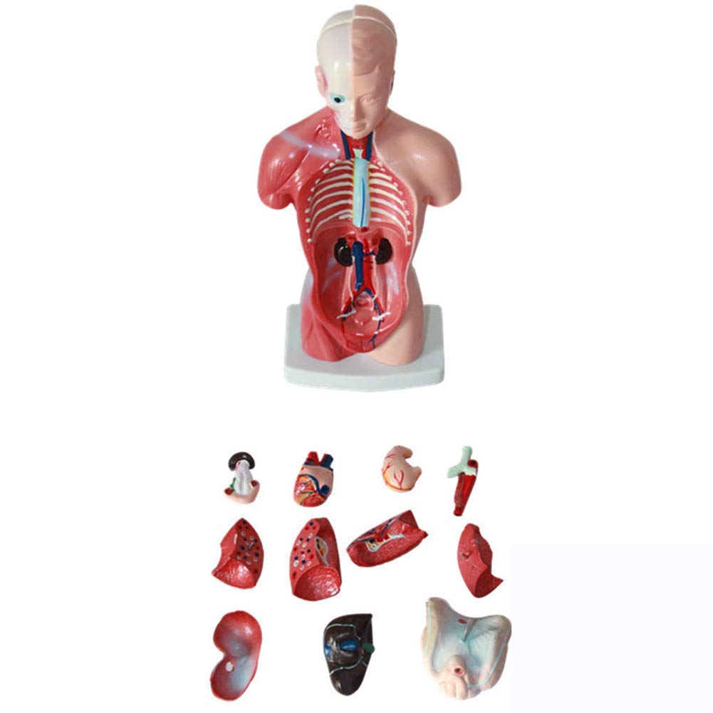 Modelo de Estructura de órganos anatómicos de Torso Humano (11 Pulgadas) - Muestra 15 órganos internos. Seguro de Calidad