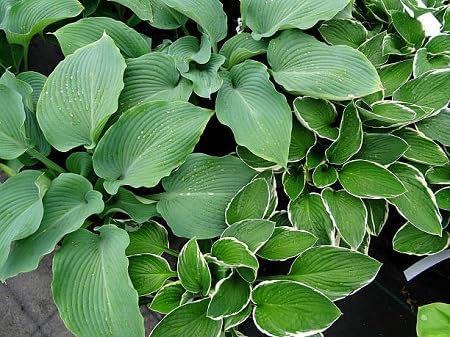 Graines de plantes Hosta 100 pièces vertes