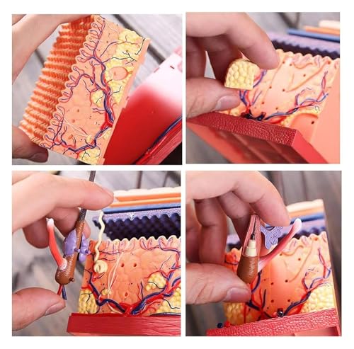 Modelo de piel humana 4D anatomico desmontable con 19 partes 6