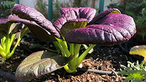 MOCCUROD 200pcs Purple Lady Bok Choy Seeds Pak Choi Seeds USA Pok Vegetable Seed - Thumbnail 2