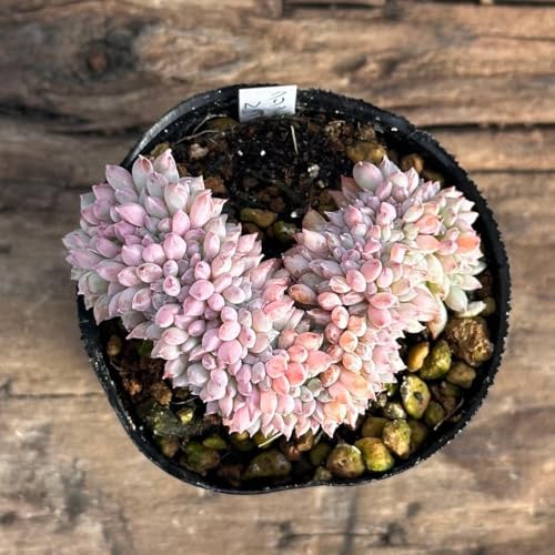 1-93 �N���b�V�[�m���C�A�� �ԉ� �����A��